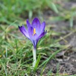 crocus, only, bloom, cold, lonely, individually, march, vegetable, resist